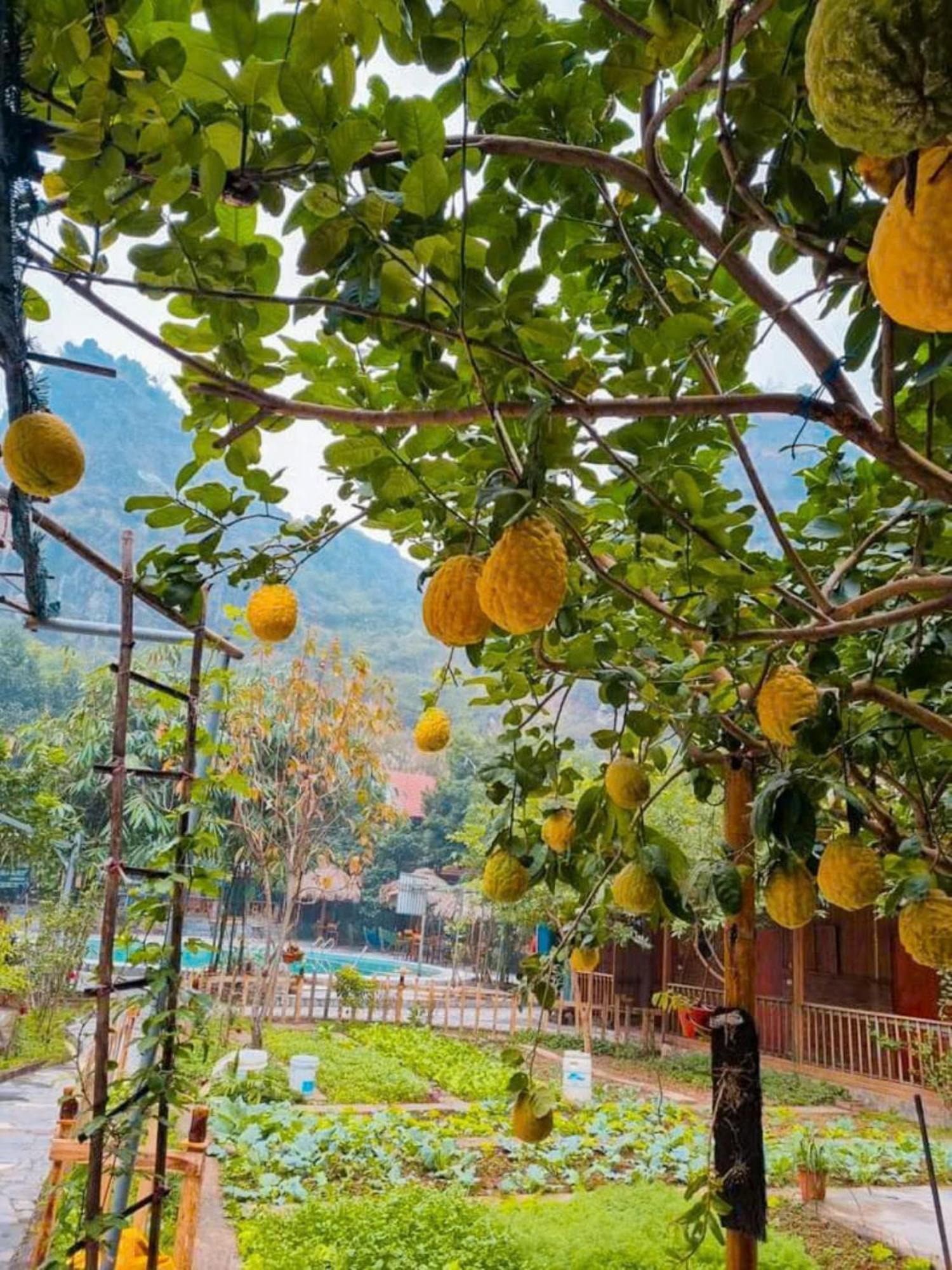 Hoalu Backpacker Homestay Ninh Binh Eksteriør billede